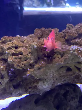 すみだ水族館に投稿された画像（2021/12/5）