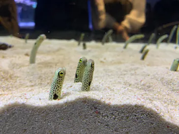 すみだ水族館に投稿された画像（2021/12/5）