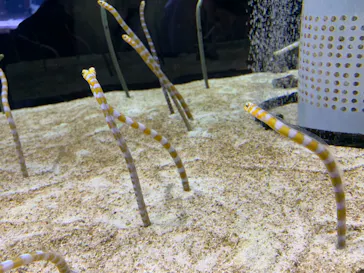 すみだ水族館に投稿された画像（2021/12/5）