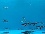 上越市立水族博物館 うみがたりに投稿された画像（2021/12/5）