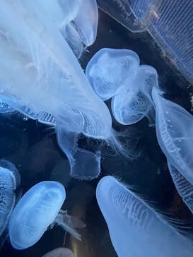 上越市立水族博物館 うみがたりに投稿された画像（2021/12/5）