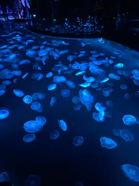 すみだ水族館に投稿された画像（2021/12/5）