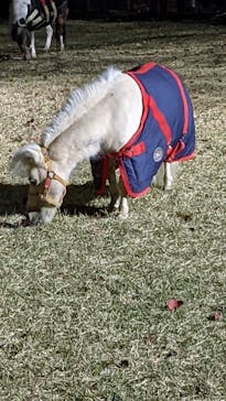 東京メガイルミに投稿された画像（2021/12/5）