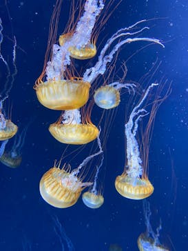 新江ノ島水族館に投稿された画像（2021/12/5）