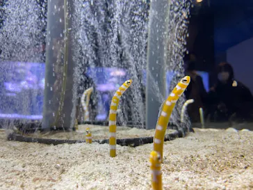 すみだ水族館に投稿された画像（2021/12/5）