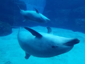 名古屋港水族館に投稿された画像（2021/12/5）