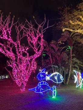 美らヤシパークオキナワ・東南植物楽園に投稿された画像（2021/12/5）