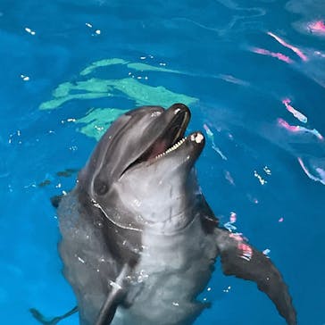 マクセル アクアパーク品川に投稿された画像（2021/12/5）