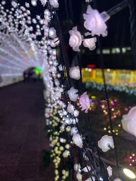 美らヤシパークオキナワ・東南植物楽園に投稿された画像（2021/12/5）