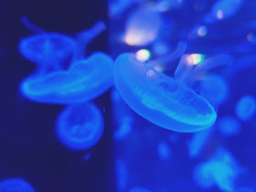 マクセル アクアパーク品川に投稿された画像（2021/12/5）