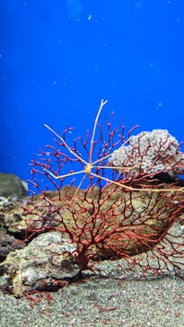しながわ水族館に投稿された画像（2021/12/5）