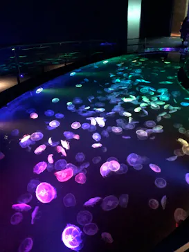 すみだ水族館に投稿された画像（2021/12/5）