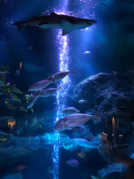 すみだ水族館に投稿された画像（2021/12/5）