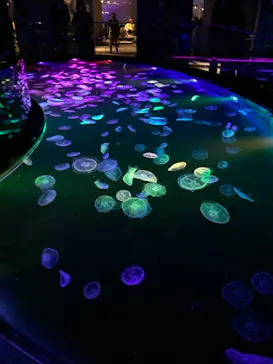 すみだ水族館に投稿された画像（2021/12/5）