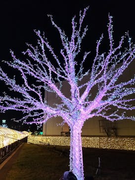 東京メガイルミに投稿された画像（2021/12/5）