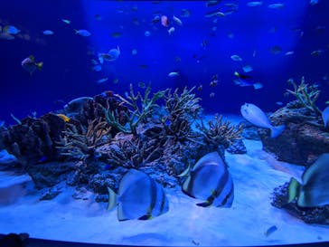 新江ノ島水族館に投稿された画像（2021/12/6）