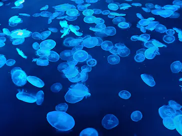 すみだ水族館に投稿された画像（2021/12/6）