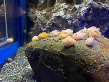 新江ノ島水族館に投稿された画像（2021/12/6）