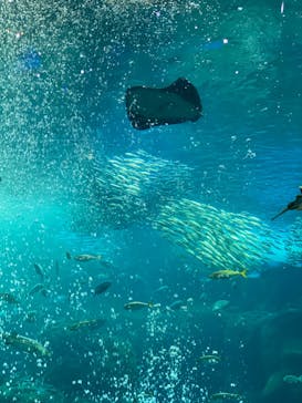 新江ノ島水族館に投稿された画像（2021/12/6）