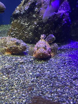 新江ノ島水族館に投稿された画像（2021/12/6）