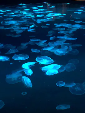 すみだ水族館に投稿された画像（2021/12/6）