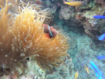 武藤潜水に投稿された画像（2021/12/6）