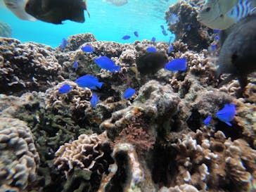 武藤潜水に投稿された画像（2021/12/6）