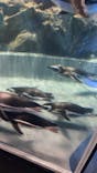 すみだ水族館に投稿された画像（2021/12/6）