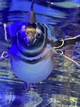 すみだ水族館に投稿された画像（2021/12/6）