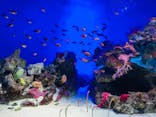 新江ノ島水族館に投稿された画像（2021/12/6）