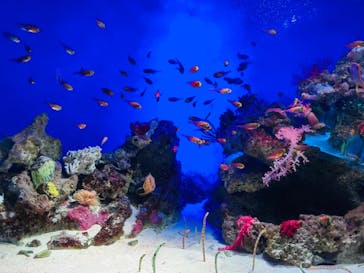 新江ノ島水族館に投稿された画像（2021/12/6）