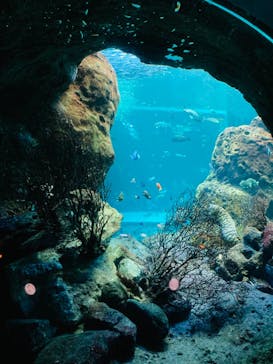 新江ノ島水族館に投稿された画像（2021/12/6）