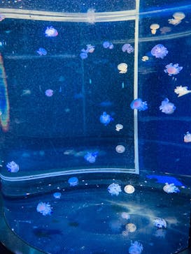 新江ノ島水族館に投稿された画像（2021/12/6）