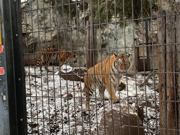 旭川市旭山動物園に投稿された画像（2021/12/6）