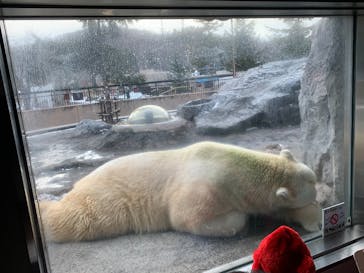 旭川市旭山動物園に投稿された画像（2021/12/6）