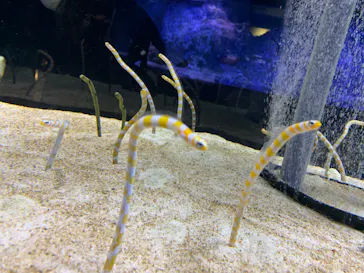 すみだ水族館に投稿された画像（2021/12/6）