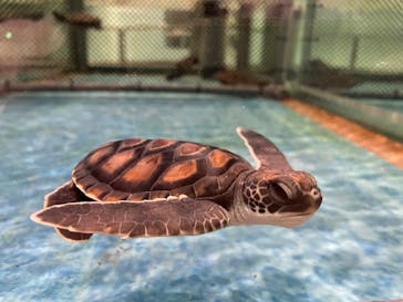 名古屋港水族館に投稿された画像（2021/12/6）