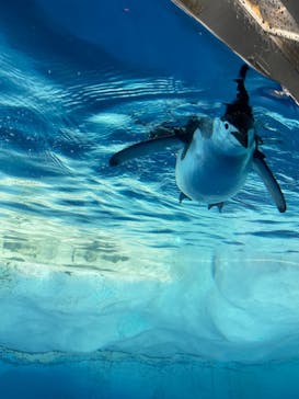 名古屋港水族館に投稿された画像（2021/12/6）