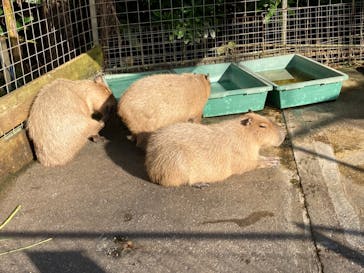 ネオパークオキナワに投稿された画像（2021/12/6）