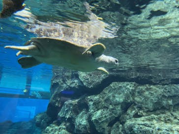 名古屋港水族館に投稿された画像（2021/12/6）