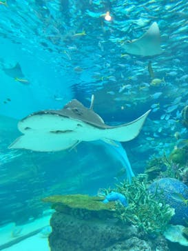 名古屋港水族館に投稿された画像（2021/12/6）