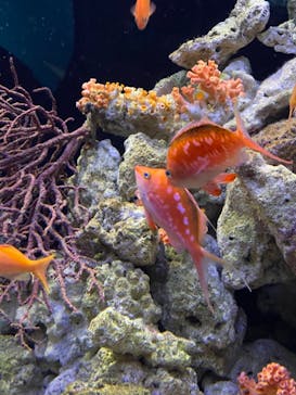 マクセル アクアパーク品川に投稿された画像（2021/12/6）