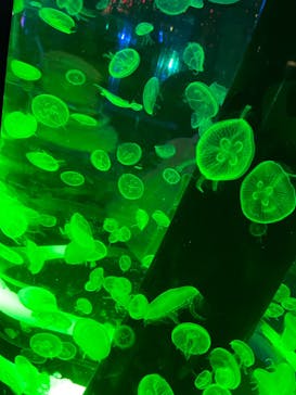 マクセル アクアパーク品川に投稿された画像（2021/12/6）