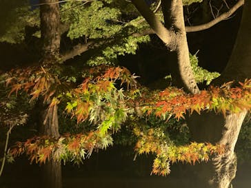 三溪園に投稿された画像（2021/12/6）