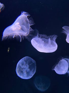 サンシャイン水族館に投稿された画像（2021/12/6）