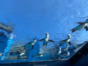 サンシャイン水族館に投稿された画像（2021/12/6）