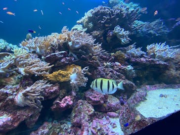 サンシャイン水族館に投稿された画像（2021/12/6）
