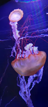 すみだ水族館に投稿された画像（2021/12/6）