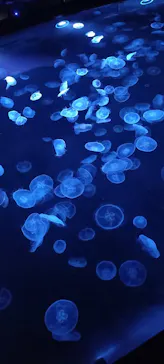 すみだ水族館に投稿された画像（2021/12/6）
