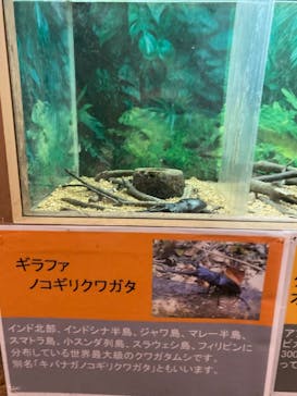 長崎バイオパークに投稿された画像（2021/12/7）